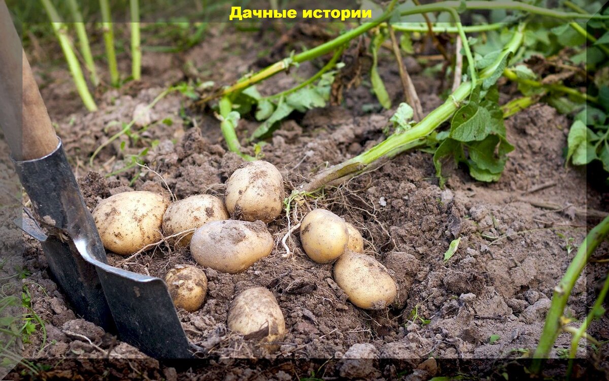 Зола и сенная палочка: защищаем картофель от колорадского жука и парши прямо во время посадки
