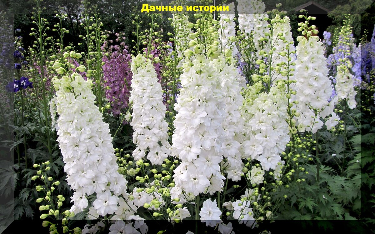 Эти дешевые цветы и декоративные растения выглядят очень эффектно: создаем красоту в саду без особых затрат