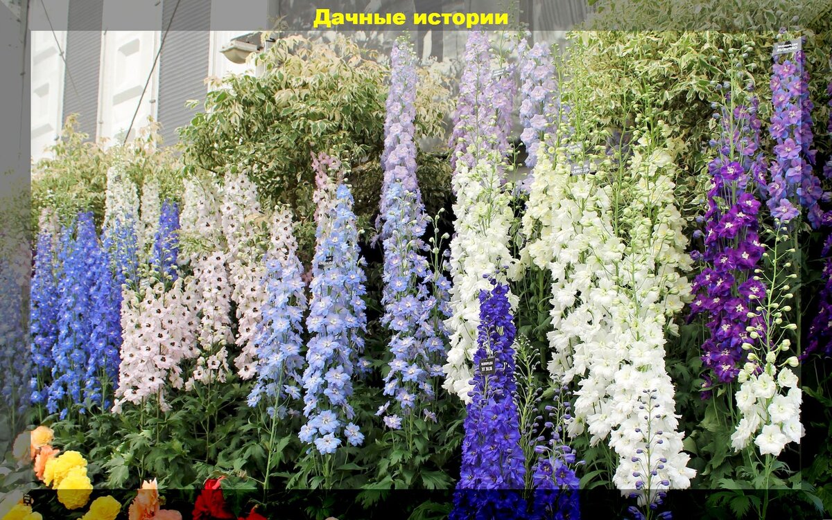 Эти дешевые цветы и декоративные растения выглядят очень эффектно: создаем красоту в саду без особых затрат