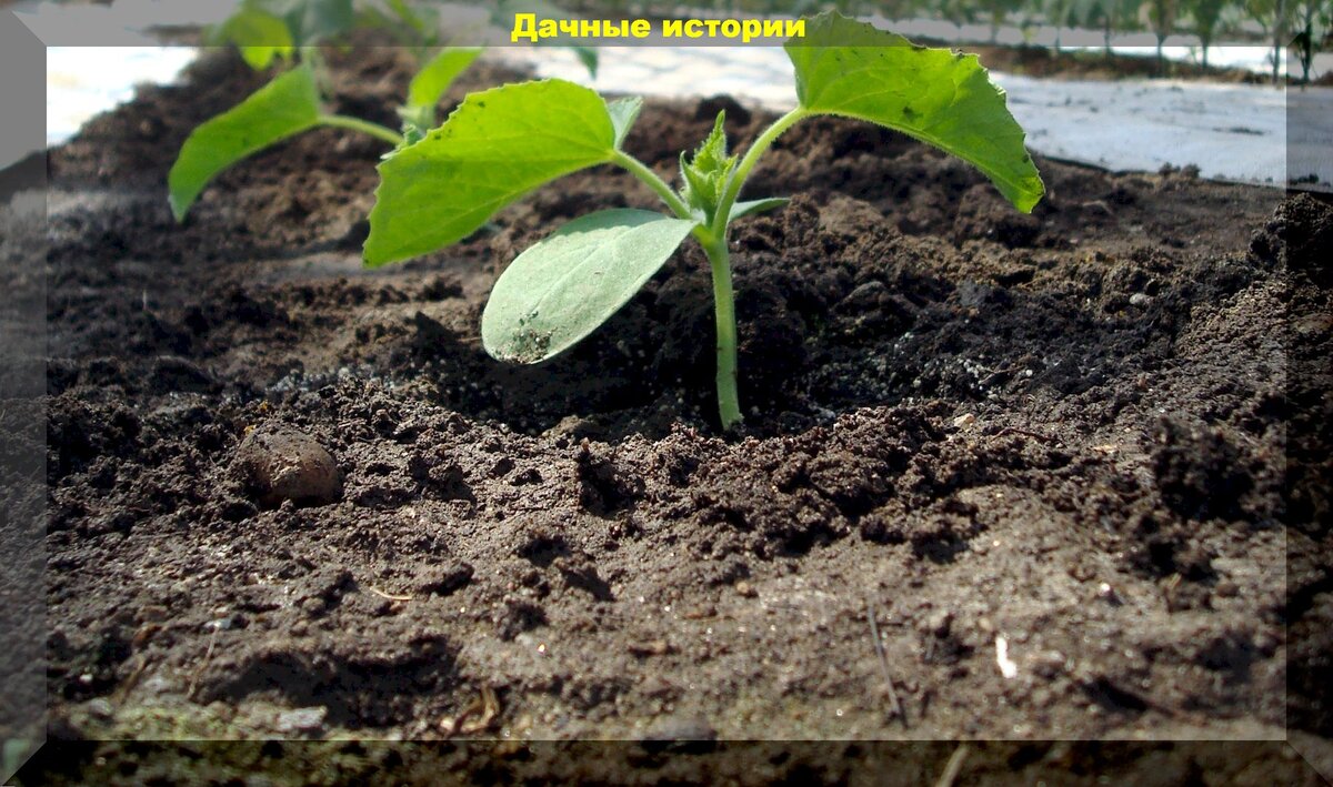 Выращивание огурцов рассадой: лучшие сорта огурцов для хорошего урожая и важные советы по уходу за рассадой огурцов
