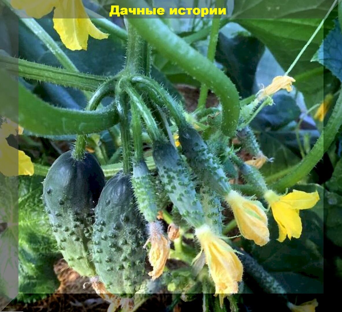 Выращивание огурцов рассадой: лучшие сорта огурцов для хорошего урожая и важные советы по уходу за рассадой огурцов