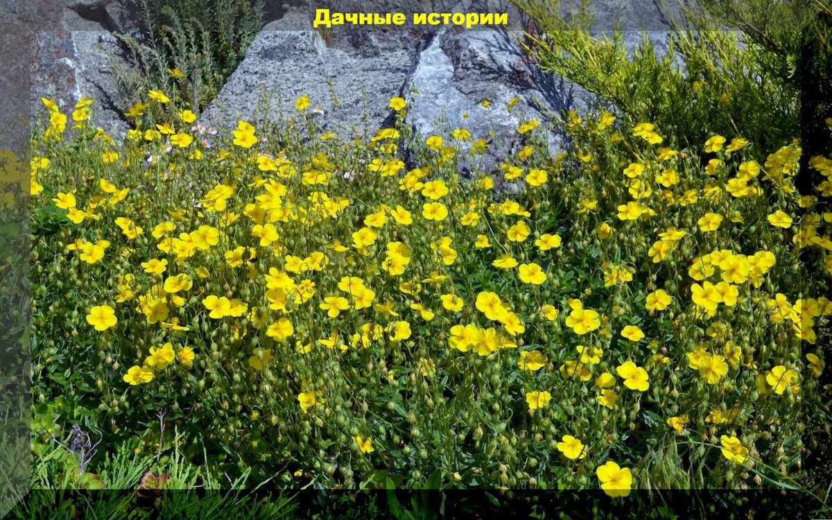 Защищаем приствольные круги у деревьев: почвопокровные растения, которые защитят приствольные круги деревьев от невзгод и украсят любой сад