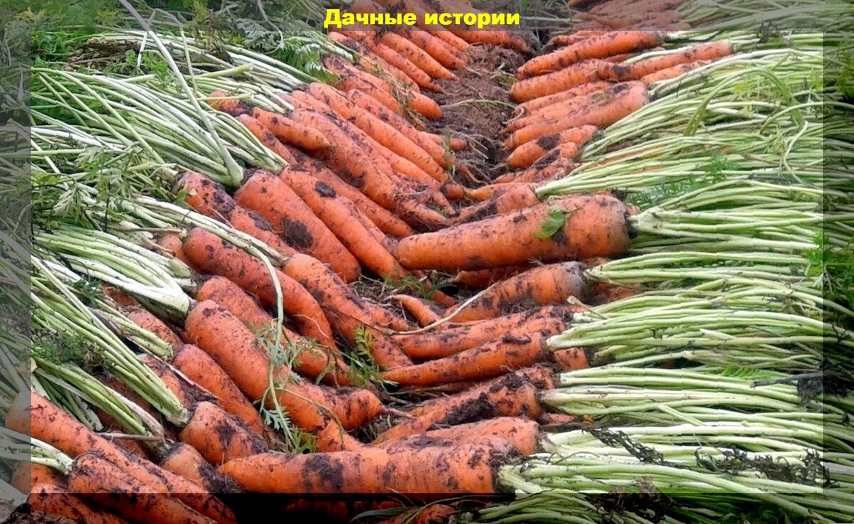 Как сделать дражированные семена и ленты из семян своими руками: готовимся к раннему посеву моркови (и не только) в домашних условиях