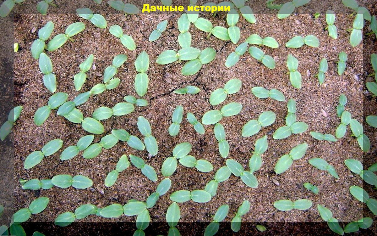 Посадка огурцов на рассаду: пошаговый разбор, как правильно посеять огурцы на рассаду