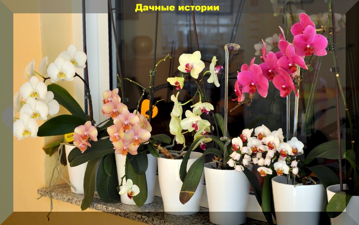 Весенний уход за комнатными растениями: главные правила весеннего ухода за комнатными цветами