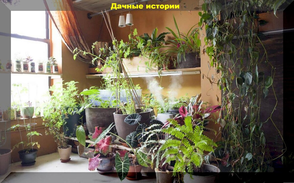 Весенний уход за комнатными растениями: главные правила весеннего ухода за комнатными цветами