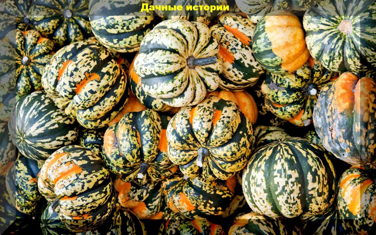 Классическая прелесть тыквы декоративной: декоративная тыква - популярный элемент ландшафтного дизайна времен СССР