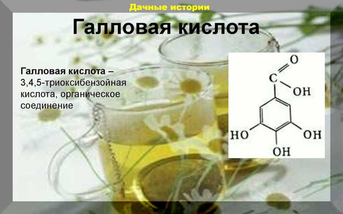 Кора дуба, скорлупа грецкого ореха, заварка - защитники рассады: приготовления препаратов и стимуляторов роста растений на основе галловых кислот