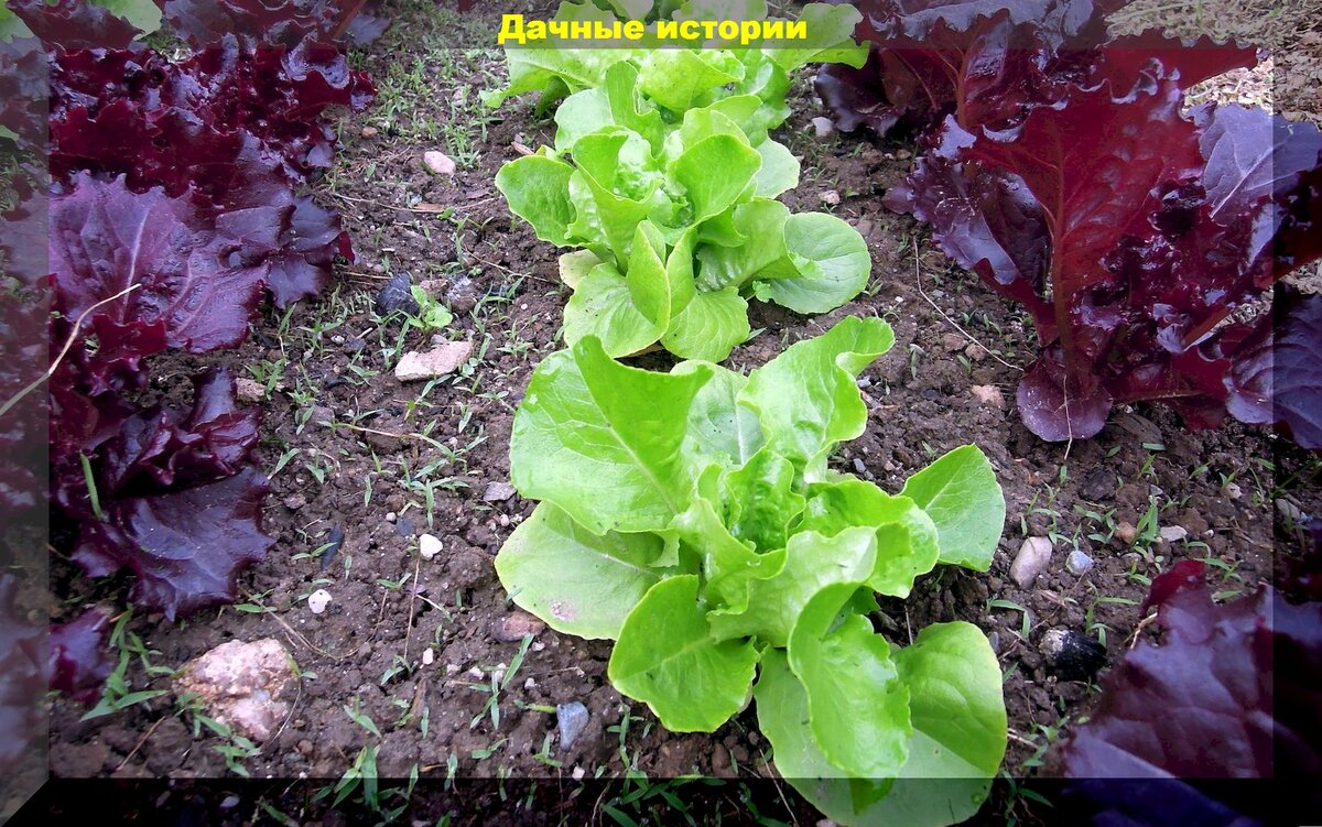 Что сажать и сеять в апреле: холодоустойчивые и требовательные к влаге овощи которые нужно сеять и сажать самыми первыми