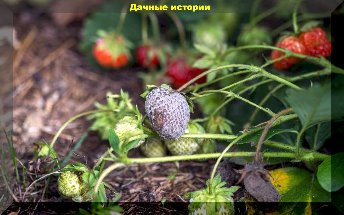 Малина, крыжовник, садовая земляника весной: как защитить ягодники весной от болезней и вредителей