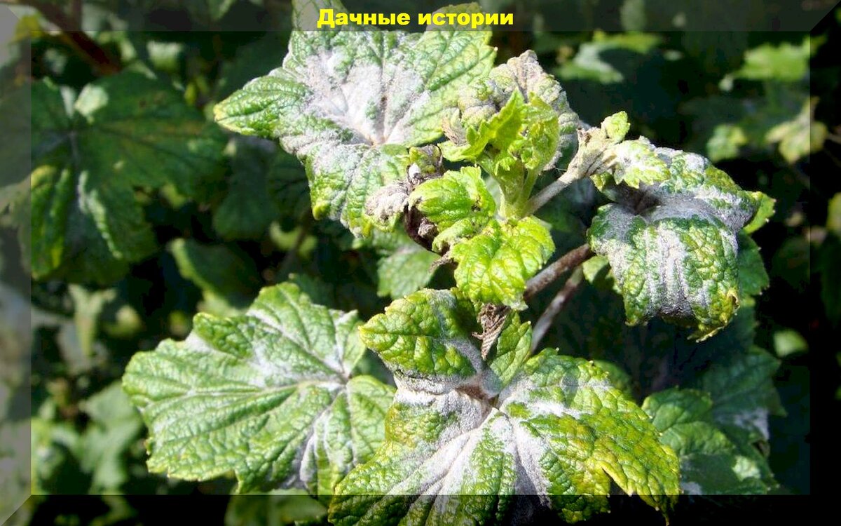 Малина, крыжовник, садовая земляника весной: как защитить ягодники весной от болезней и вредителей