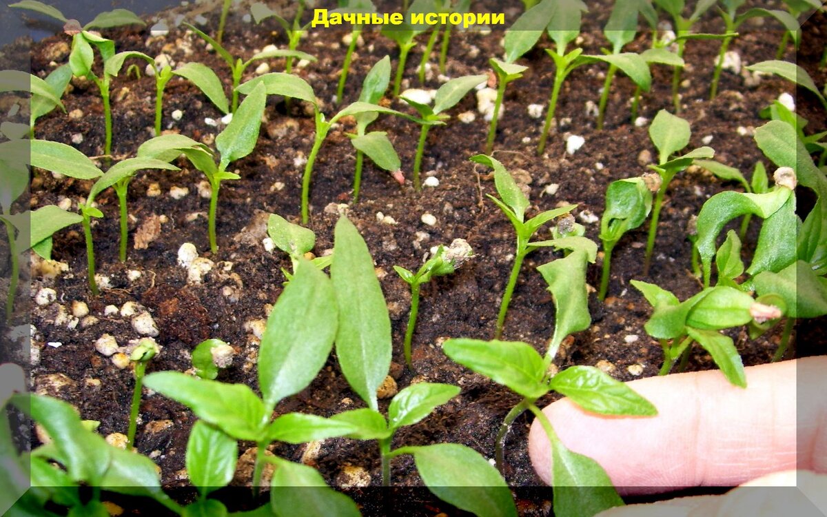 Важные нюансы при выращивании рассады перцев: пять советов по выращиванию качественной рассады перца