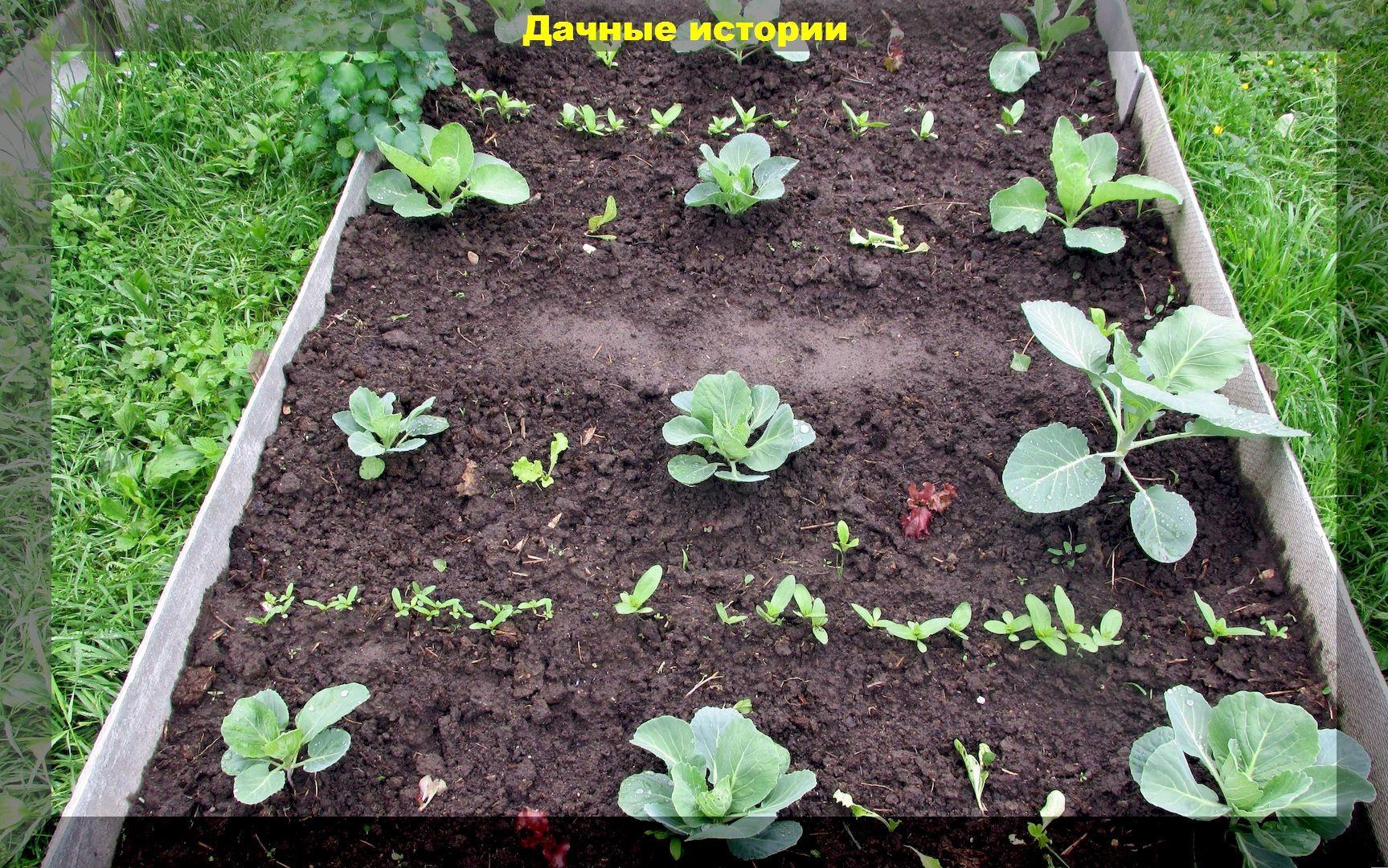 Правильная посадка рассады капусты в открытый грунт: разбираем поэтапно для начинающих