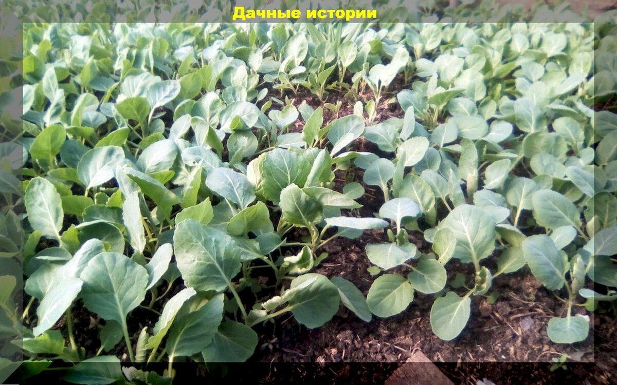 Высадка рассады капусты: способ получения крепкой и здоровой рассады капусты без лишних хлопот