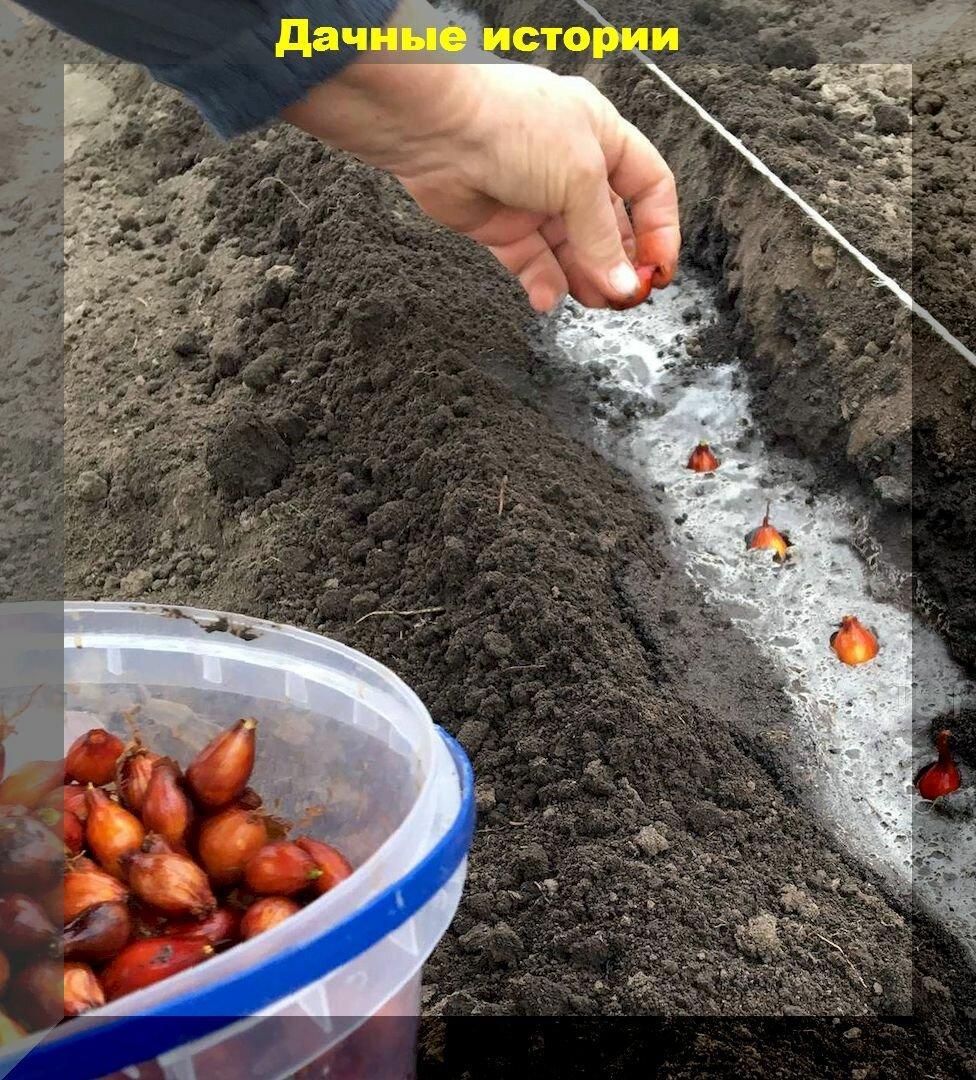 Как правильно сажать лук-севок: что внести в почву перед посадкой и почему нельзя обойтись только органикой