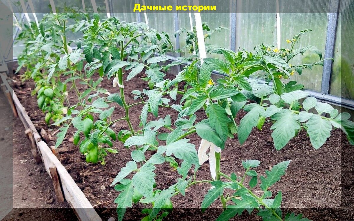 Шесть вопросов от начинающих дачников о высадке рассады томатов в теплицу