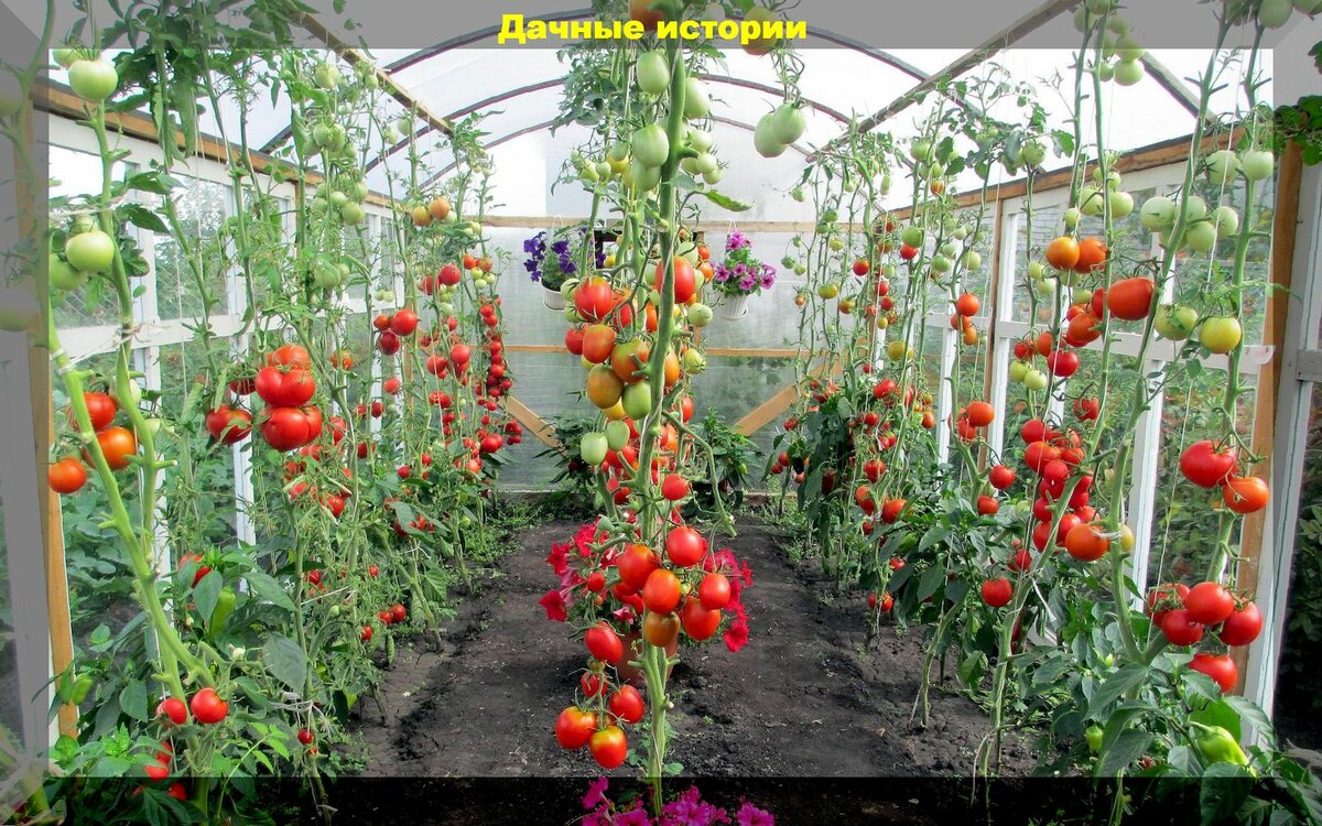 Шесть вопросов от начинающих дачников о высадке рассады томатов в теплицу