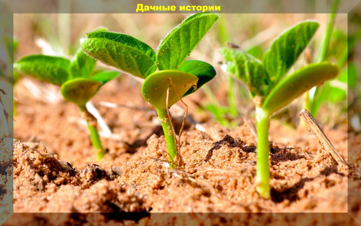 Чем и как обработать семена бобовых культур перед посевом, если их нельзя замачивать