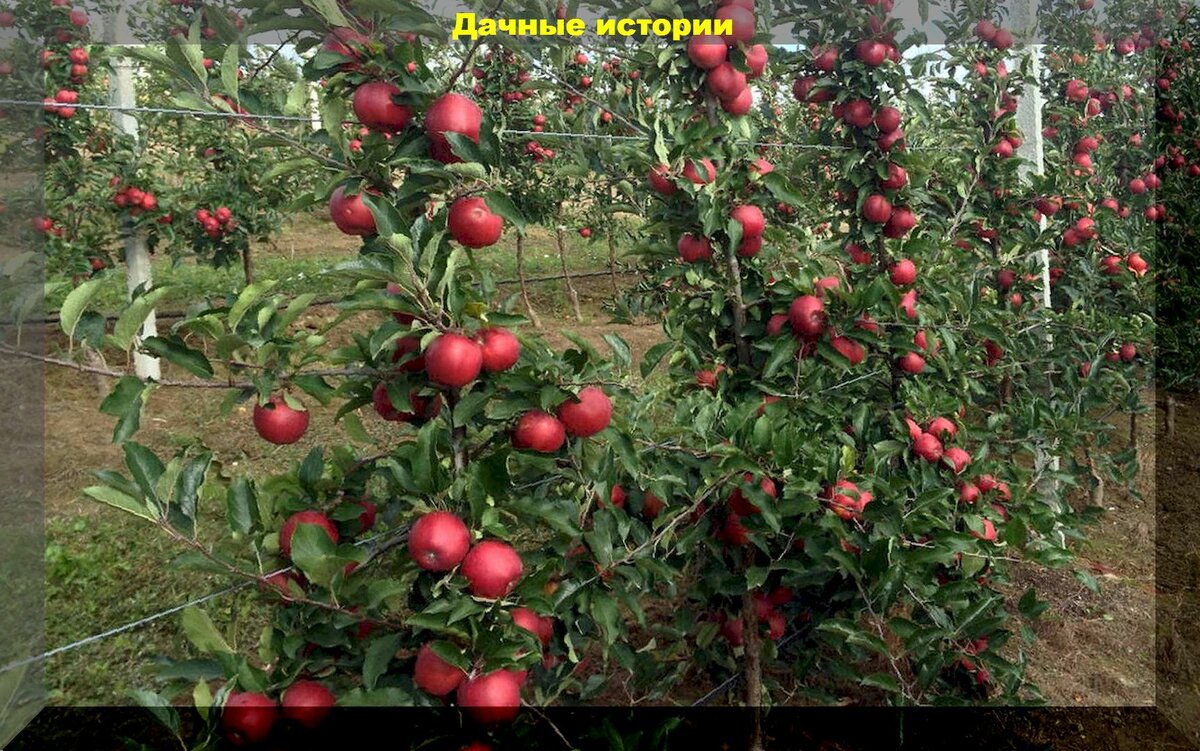 Важные весенние обработки (со списком препаратов) колоновидных яблонь от болезней и вредителей