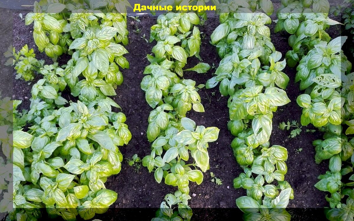 Базилик: прищипывание кустиков - главный секрет для увеличения урожая