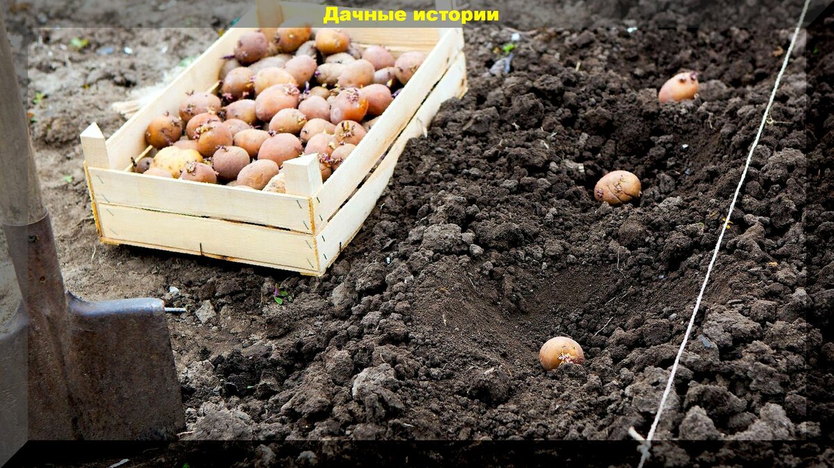 Важный нюанс посадки картофеля: как без труда определить, что пришло время сажать картошку