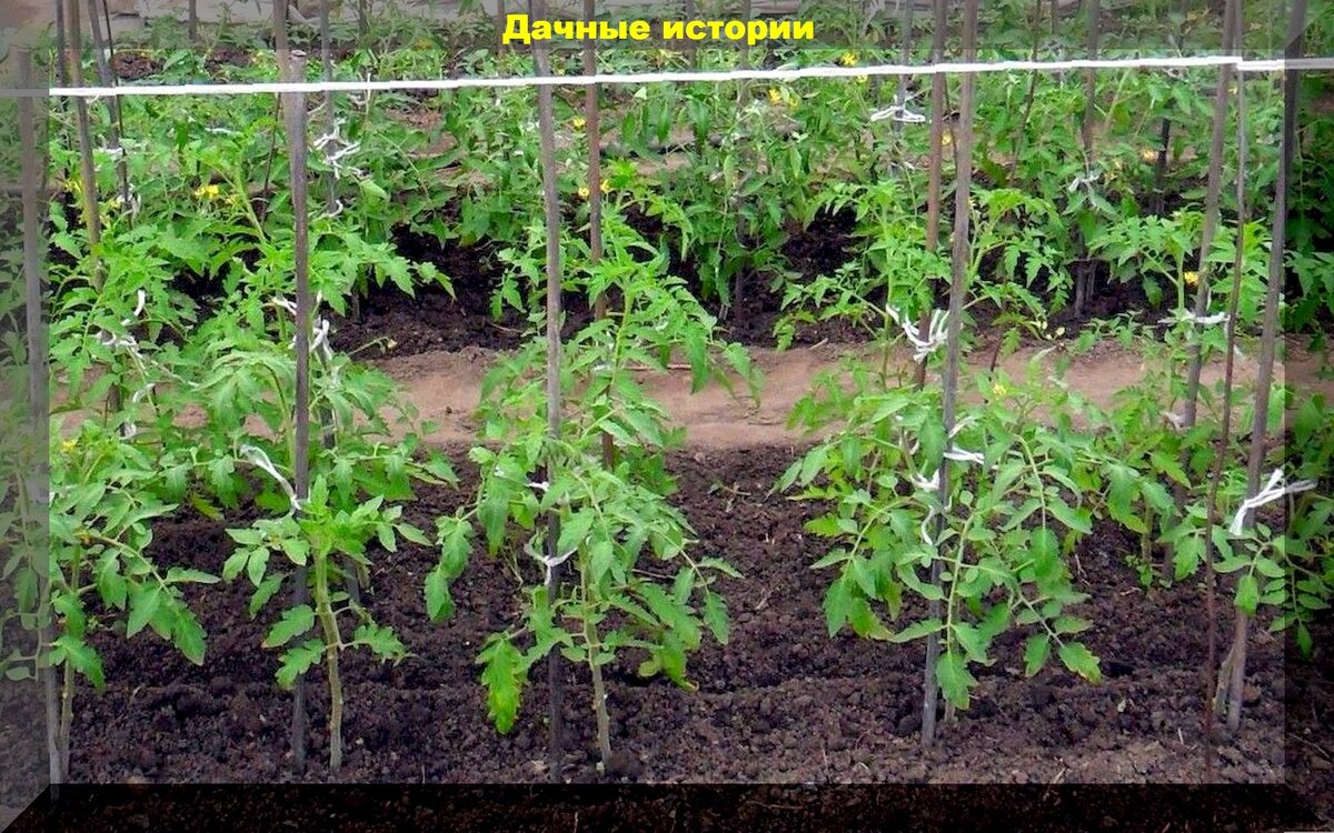 Высадка рассады томатов в грунт и теплицу: правила высадки рассады томатов и ее подкормка, гарантирующие полную приживаемость