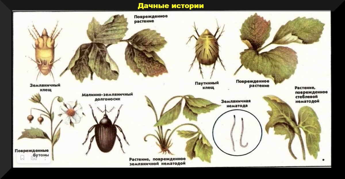 Уход за клубникой в начале сезона: важные весенние заботы на делянке с клубникой, для получения богатого урожая