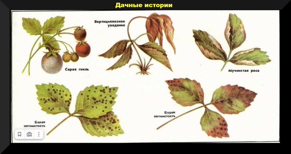 Уход за клубникой в начале сезона: важные весенние заботы на делянке с клубникой, для получения богатого урожая