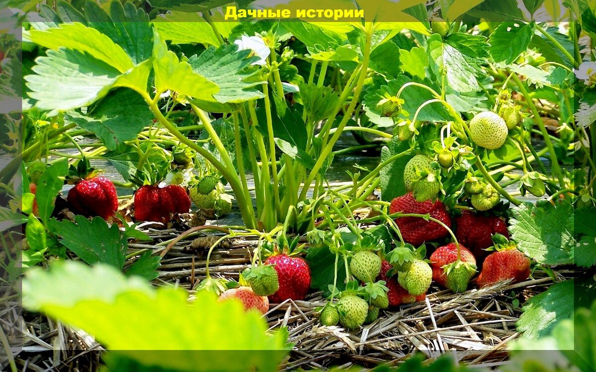 Уход за клубникой в начале сезона: важные весенние заботы на делянке с клубникой, для получения богатого урожая