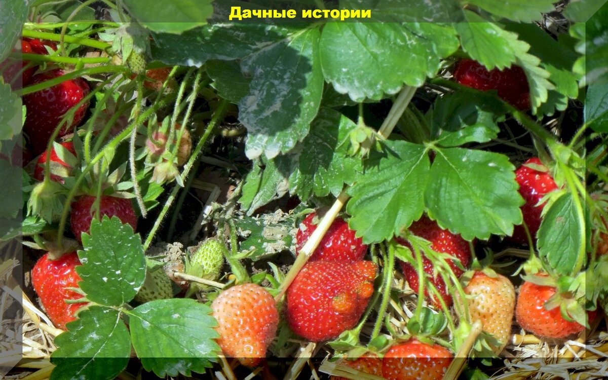 Уход за клубникой в начале сезона: важные весенние заботы на делянке с клубникой, для получения богатого урожая