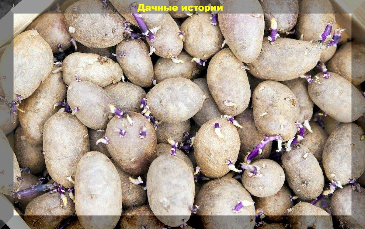 Как правильно сажать картошку: советы по подготовке и посадке картофеля, подробная инструкция для начинающих дачников