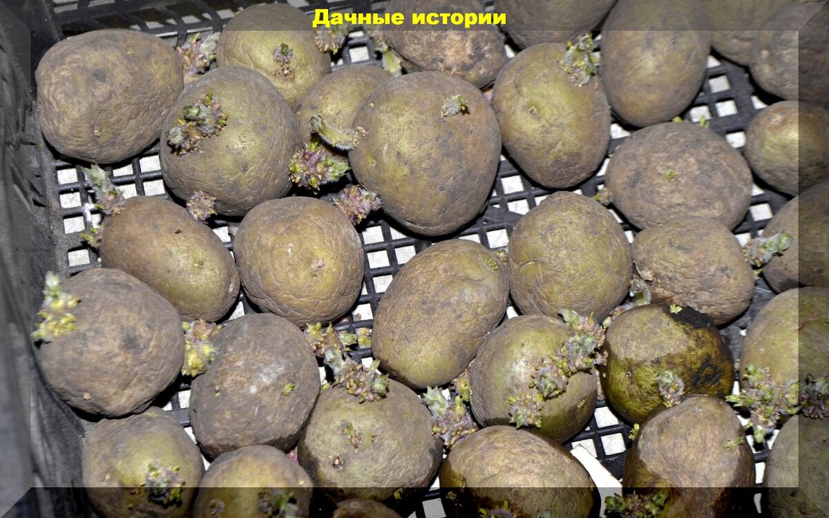 Как правильно сажать картошку: советы по подготовке и посадке картофеля, подробная инструкция для начинающих дачников