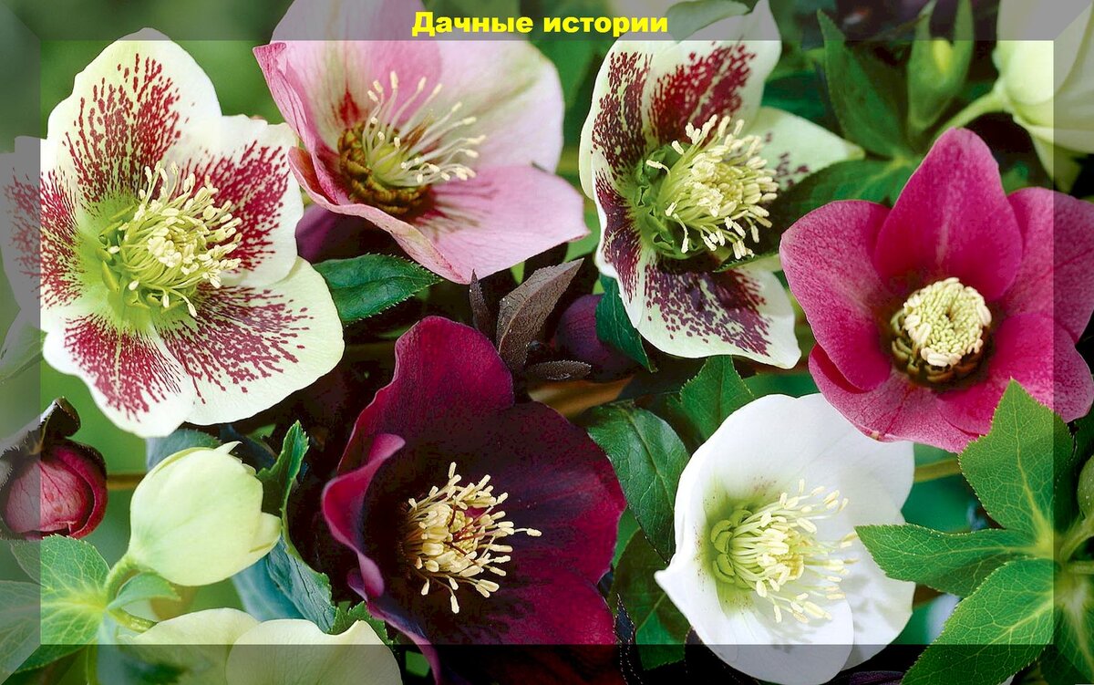 Самые неприхотливые ранневесенние цветы: яркие краски первоцветов на цветочной клумбе