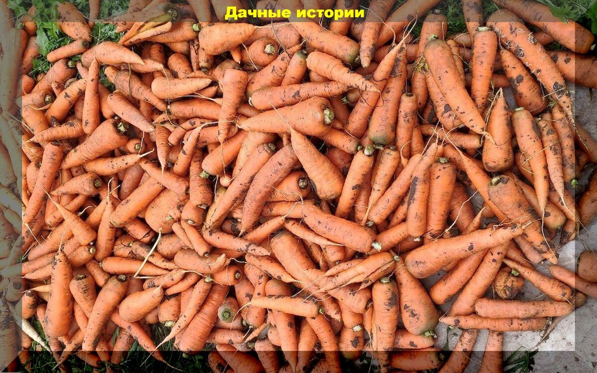 Выбираем морковь на посадку: самые продаваемые и популярные у дачников сорта-гибриды моркови