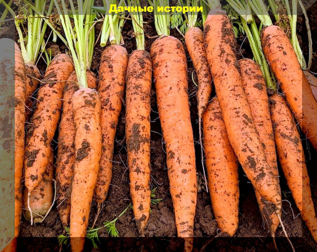 Выбираем морковь на посадку: самые продаваемые и популярные у дачников сорта-гибриды моркови