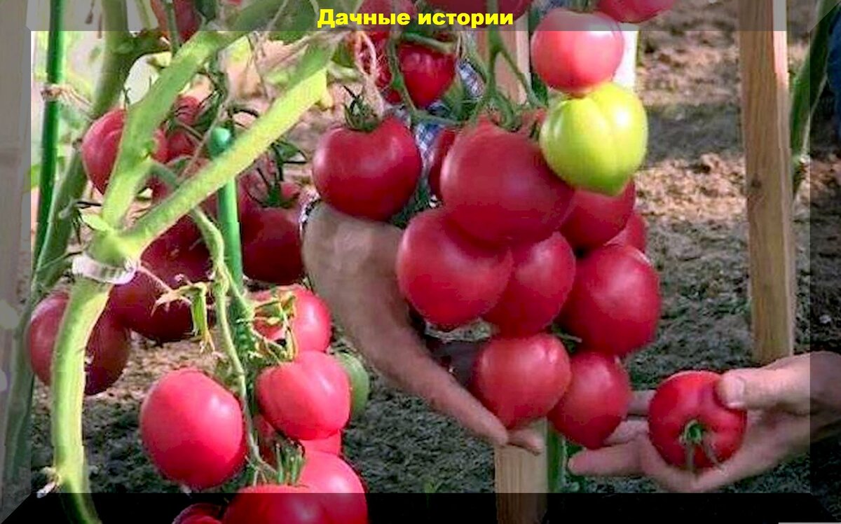 Как высадить рассаду помидоров и не наделать ошибок: полезные подсказки как избавить рассаду от стресса при высадке