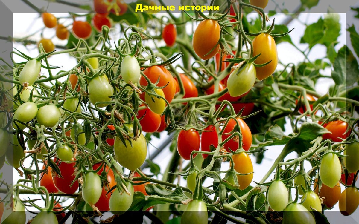Как высадить рассаду помидоров и не наделать ошибок: полезные подсказки как избавить рассаду от стресса при высадке