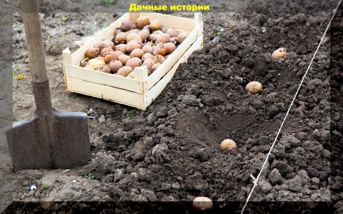 Посадка картофеля с защитой от болезней: обязательная обработка биопрепаратами, сроки и нюансы высадки, внесение подкормок