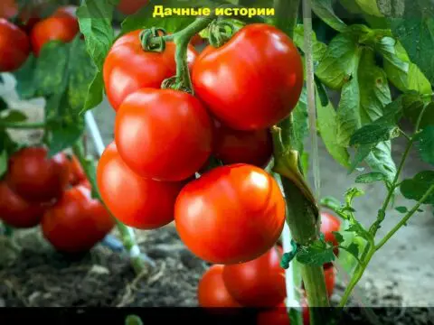 Томаты в июне: защита от болезней и вредителей, подкормка, формирование, пасынкование и подвязка томатов