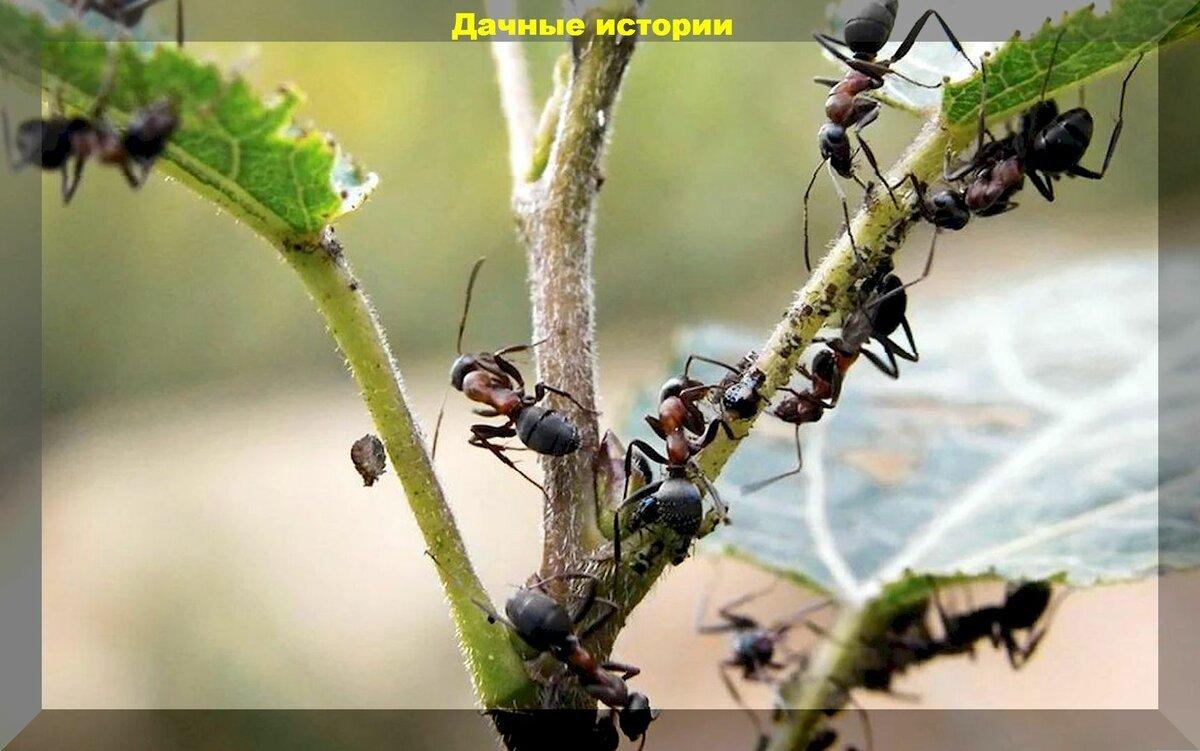 Эффективные способы борьбы с муравьями без химии: насколько такое реально возможно