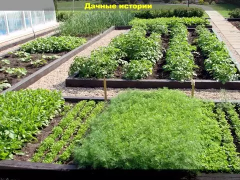 Что можно посеять в июне: овощные культуры которые можно и нужно сеять в июне