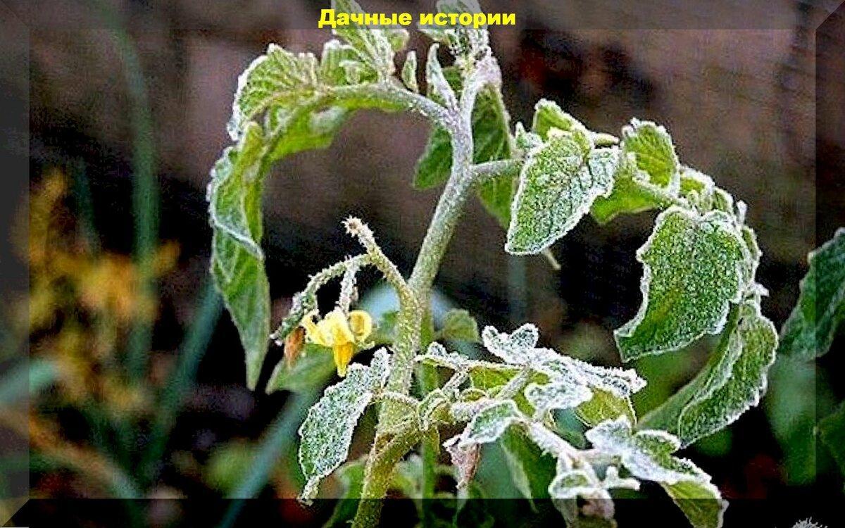 Томаты после очень холодной весны: как помочь растениям после стресса
