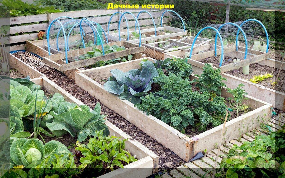 Вопросы по садоводству и огородничеству: отвечаем на популярные вопросы садоводов и огородников