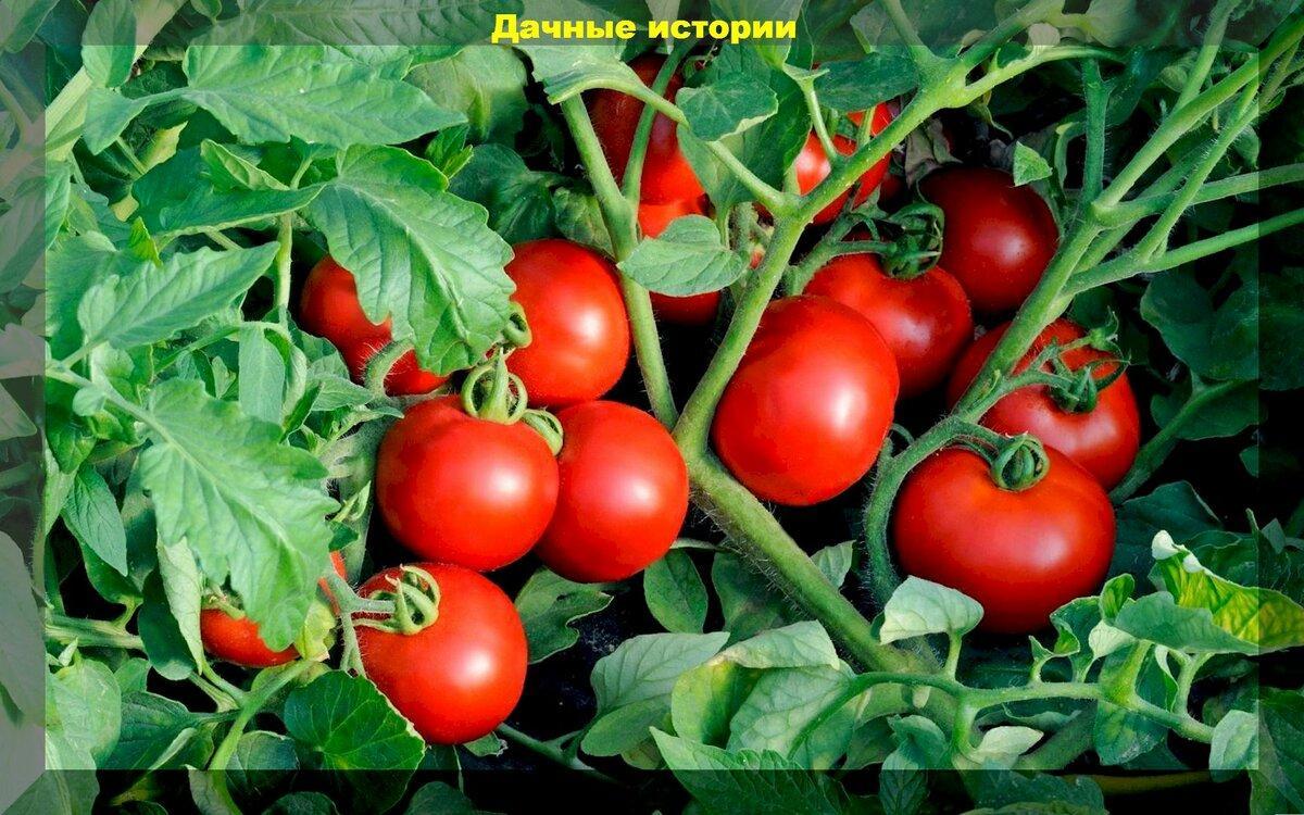 Простая подкормка томатов (и не только) для сладости и аромата плодов