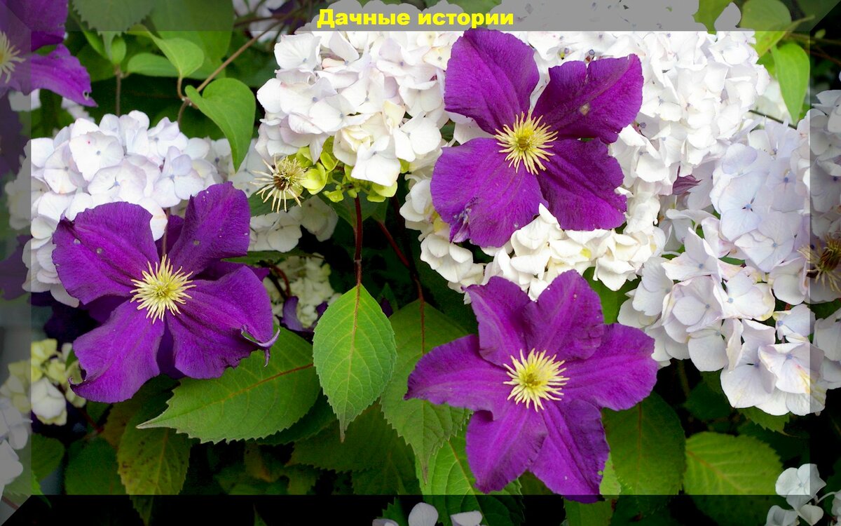 Гортензия и клематис: правила летнего ухода и подкормок для пышного цветения