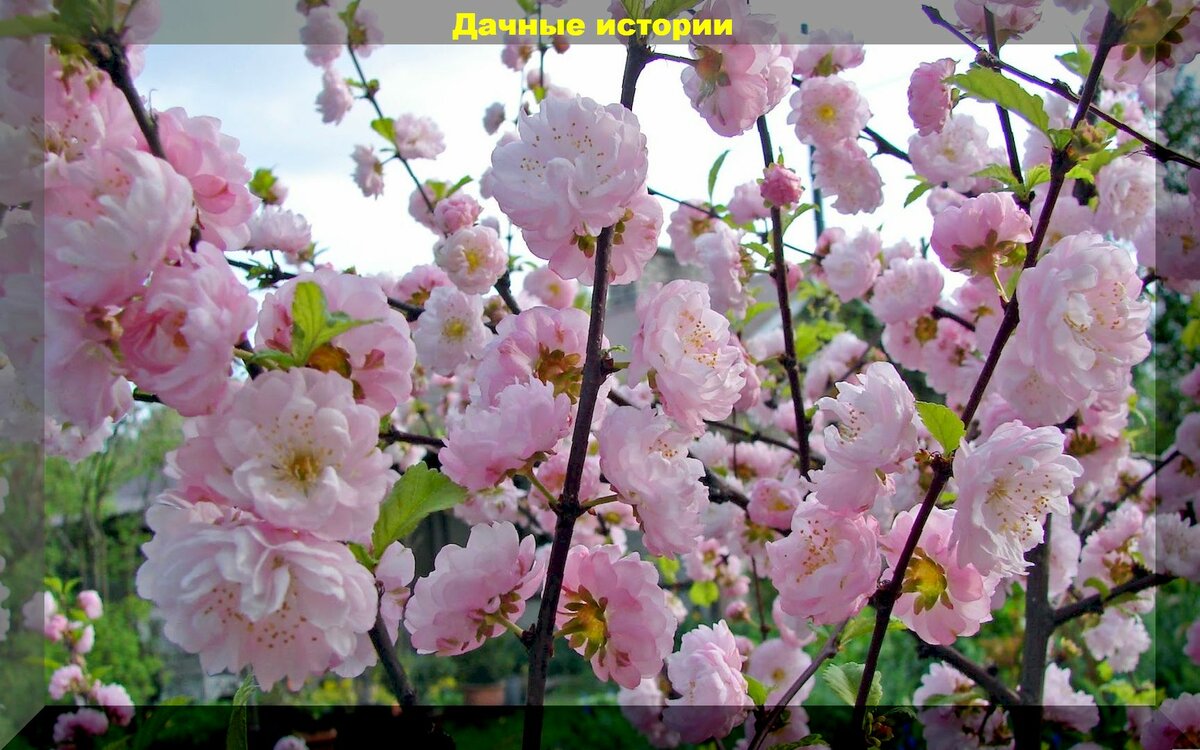 Майская цветущая красота: тонкости выращивания уральской сакуры