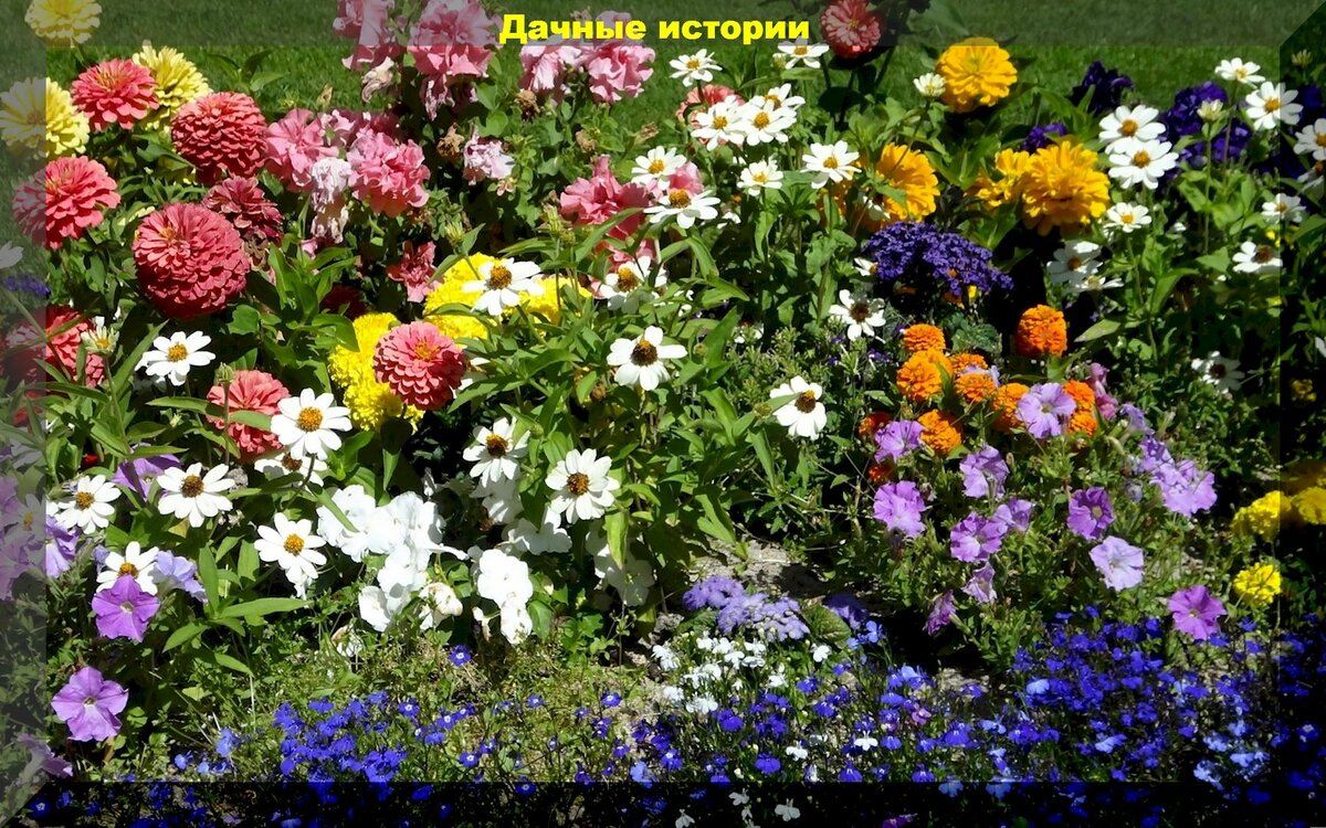 Какие цветы нужно посеять в июне, чтобы получить пышную клумбу в следующим сезоне: отвечаем на этот и другие вопросы дачников