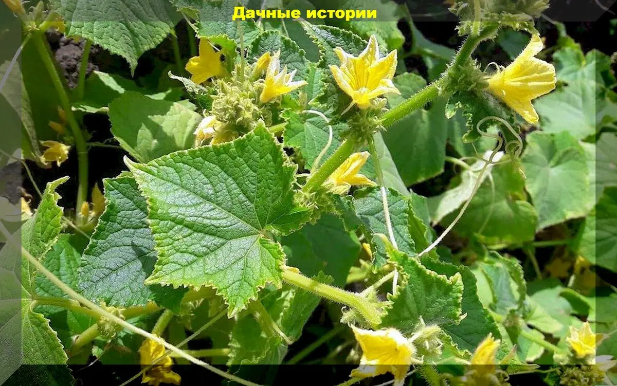Самые важные моменты в уходе за огурцами, которые точно нельзя игнорировать