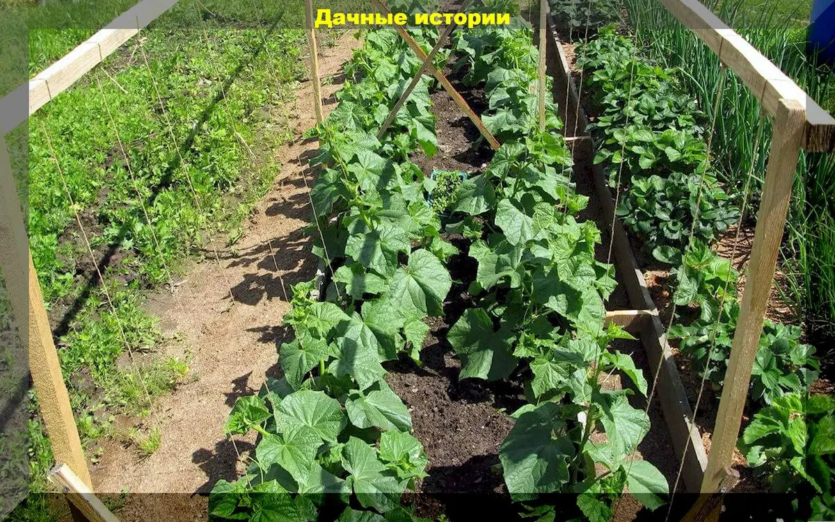 Самые важные моменты в уходе за огурцами, которые точно нельзя игнорировать