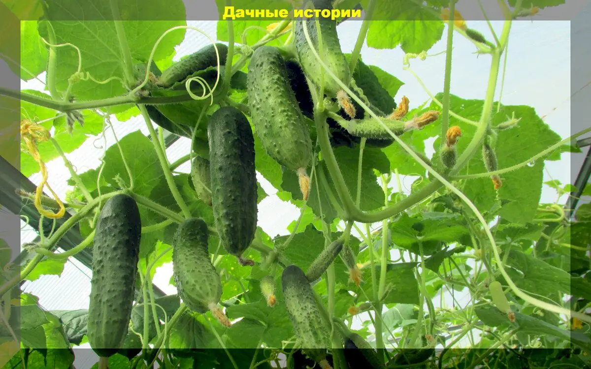 Самые важные моменты в уходе за огурцами, которые точно нельзя игнорировать